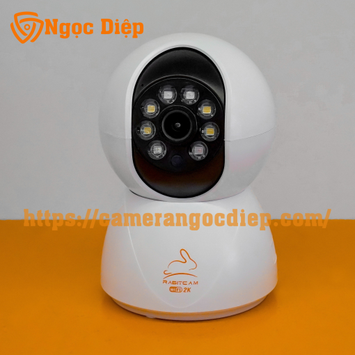 rabitcam không râu